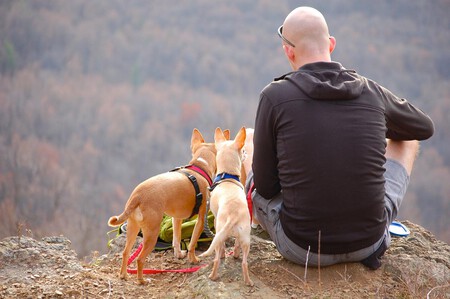 Verano Con Perro Cuidados Basicos