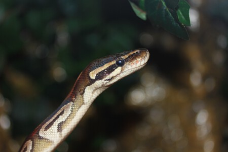 Nature Branch Wildlife Golden Reptile Close 764416 Pxhere Com
