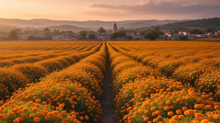 Estos son los 6 estados con campos de cempasúchil más cercanos a la CDMX