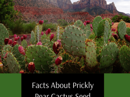 Prickly Pear Flour