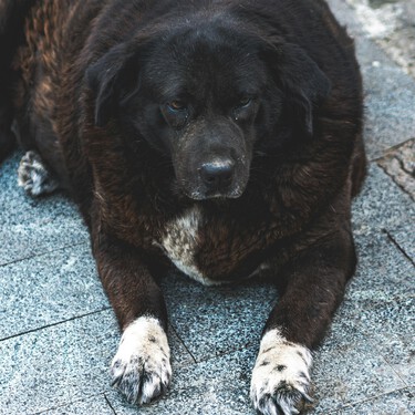 Israel Pérez, veterinario: "El 95% de dueños con perros obesos piensan que están normales". Si tu perro es recto u ovalado visto desde arriba, ojo 