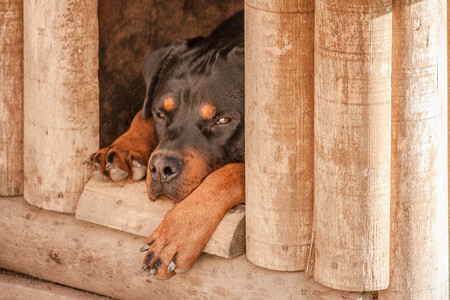 Desconfinamiento Covid Perros Solos En Casa Ciencia Ansiedad Por Separacion