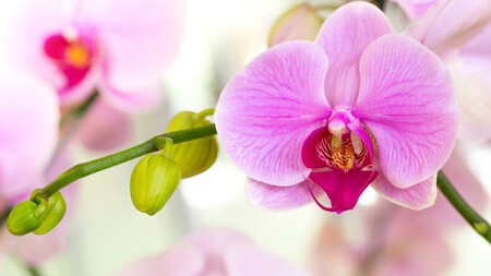 Orquidea Mariposa