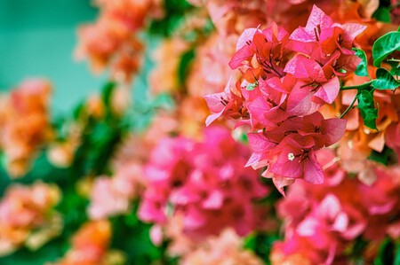 Plantas que resisten el calor