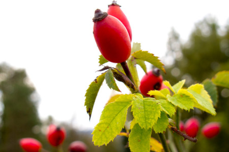 Escaramujo, una fruta silvestre concentrada en vitamina C