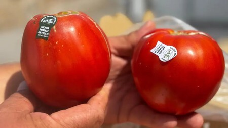 Tomate Peron Cultivado En Cogullada El Mejor Antiguo De Espana