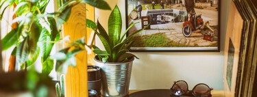 Llega a Lidl la planta que purifica el aire: crece en ambientes con poca luz y es casi inmortal