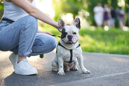 Viajar con mascotas