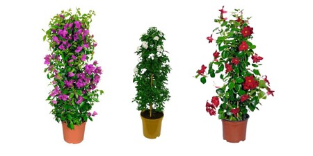 Plantas Para Balcon Aldi