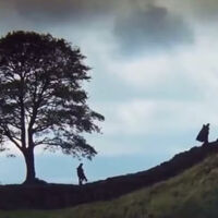 Cuando dos chalados borrachos talaron uno de los árboles más icónicos del cine y acabaron en prisión por más de cuatro años 