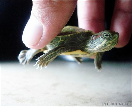 La tortuga y el guepardo