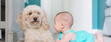 Tener perros y gatos en casa podría ayudar a prevenir alergias alimentarias en bebés y niños