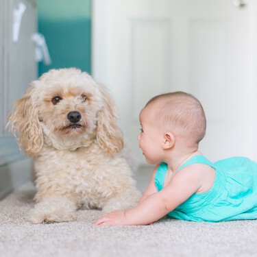 Tener perros y gatos en casa podría ayudar a prevenir alergias alimentarias en bebés y niños 