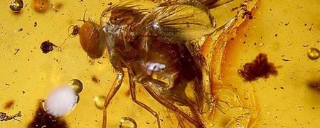 Encuentran nuevas especies fosilizadas en ámbar