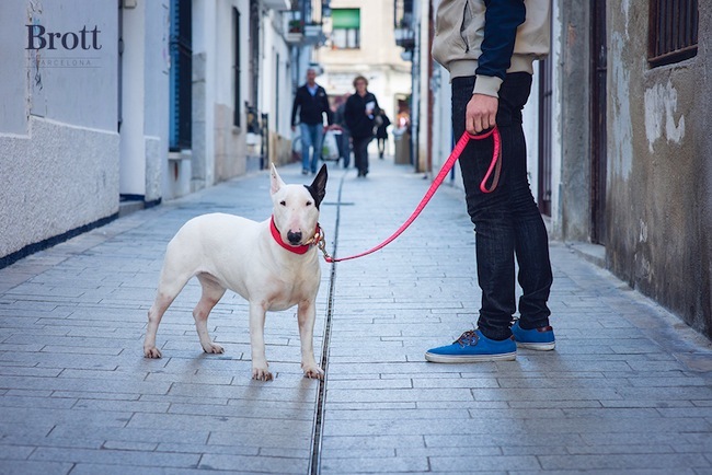 Foto de Brott Modern Dog Primavera-Verano 2014 (7/17)