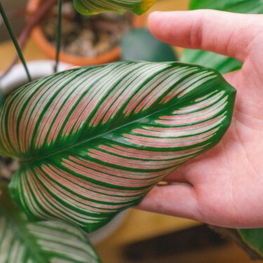 Llega a Lidl la planta que gana protagonismo en otoño cuando las demás empiezan a perder color 