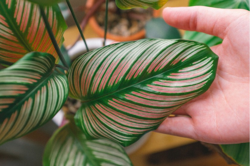 Llega a Lidl la planta que gana protagonismo en otoño cuando las demás empiezan a perder color