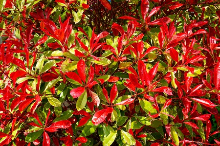 Photinia Red.