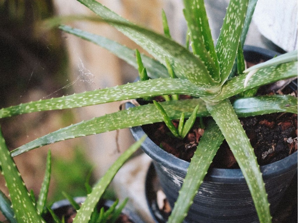 Aloe vera en maceta: los siete consejos para cultivarlo con éxito