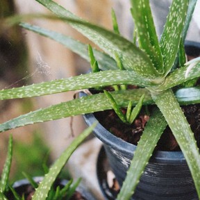 El aloe vera es casi indestructible, pero estos siete cuidados marcan la diferencia
