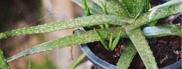 Siete claves para cultivar aloe vera en maceta y conseguir que crezca fuerte