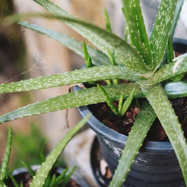 El aloe vera es casi indestructible, pero estos siete cuidados marcan la diferencia