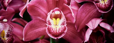 Los cuidados que hay que darle en otoño a la orquídea Phalaenopsis: necesitan contraste térmico
