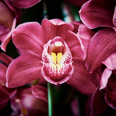 Los cuidados que hay que darle en otoño a la orquídea Phalaenopsis: necesitan contraste térmico