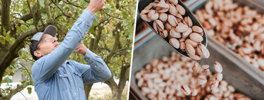 Cada vez es más fácil ver desde la carretera un cultivo que nunca había sido dominante en España: el pistacho