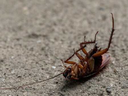 Una Cucaracha Muerta