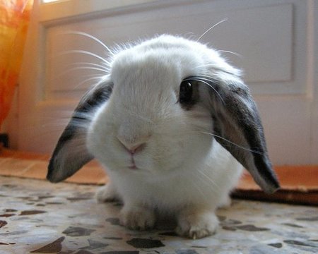 Metiendo animales donde no deben meterse