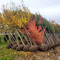 París quiere sobrevivir al verano y se está gastando una millonada en convertir rotondas en 'bosques urbanos'