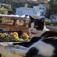 Morar na Grécia para cuidar de gatos: esta ilha oferece casa, café da manhã e 5 horas de trabalho com felinos 