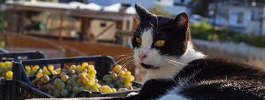 Morar na Grécia para cuidar de gatos: esta ilha oferece casa, café da manhã e 5 horas de trabalho com felinos 