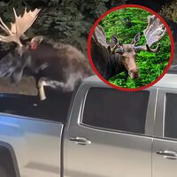 Un alce de 320 kilos le ha declarado la guerra a los coches y a los carritos de golf, y está haciendo ricos a los talleres de chapa y pintura