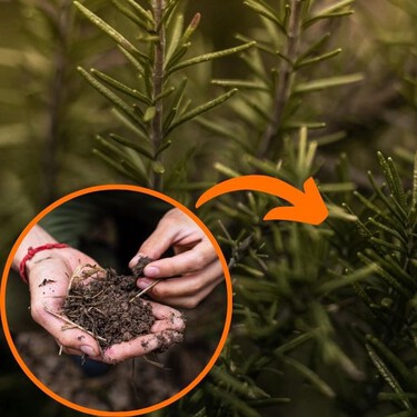 3 abonos que harán que tu planta de romero crezca como nunca