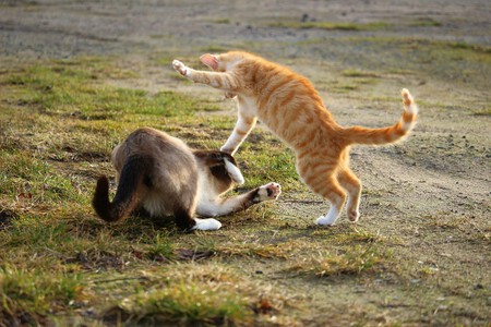 Preparar La Casa Llegada Nuevo Gato Otros Animales