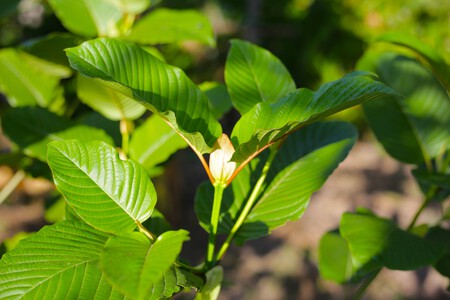 folhas do kratom