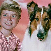 Aquella vez que un estudio de Hollywood quiso ahorrarse el sueldo del dueño de Lassie y acabó perdiendo una franquicia millonaria