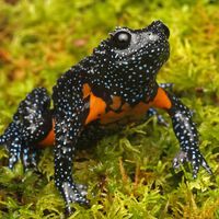 Esta rana es tan fotogénica que ahora está al borde de la extinción