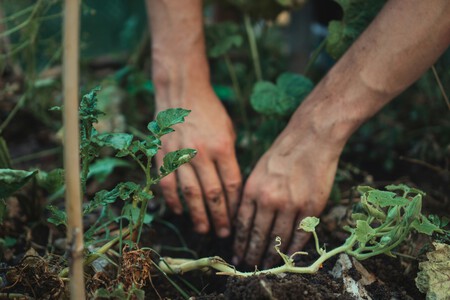 cultivo