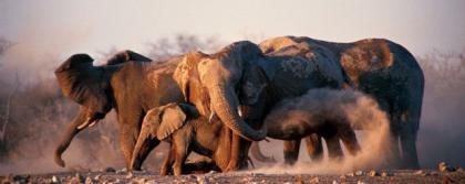 Los 10 mejores destinos para ver vida salvaje en Africa (VII)