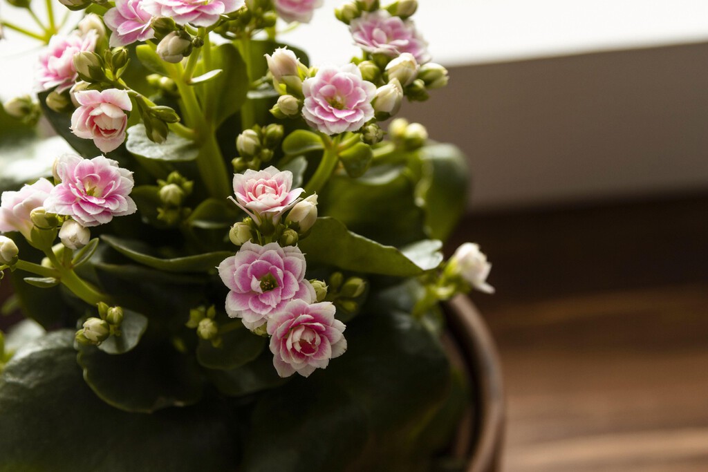 Lidl lanza el lunes tres plantas con flor por menos de 3 euros: son resistentes y perfectas para dar el toque de color a tu casa 
