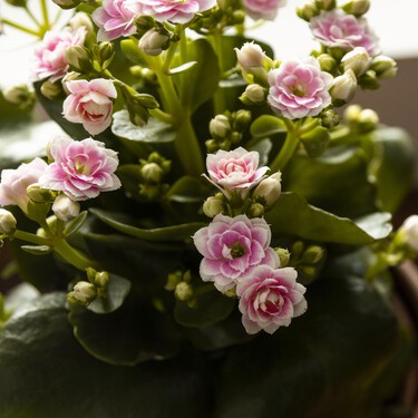 Lidl acaba de lanzar tres plantas con flor resistentes y por menos de 3 euros