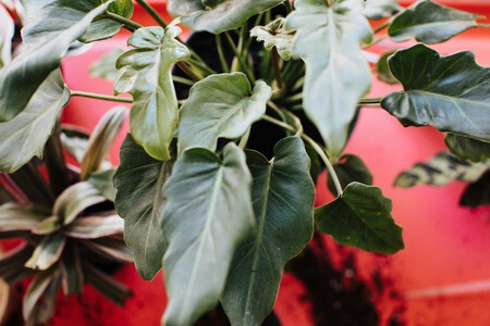 plantas