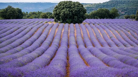 Festival De La Lavanda De Brihuega 2