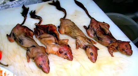 Lirones Despellejados C Gruppo Forestale Dello Stato