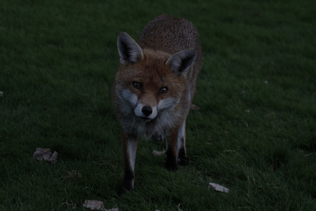 Carrterea Noche Zorro