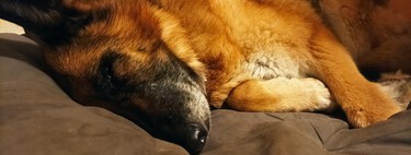 A tu perro viejo le duelen los huesos. Una inyección al mes podría cambiarle la vida 