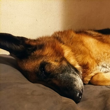 A tu perro viejo le duelen los huesos. Una inyección al mes podría cambiarle la vida 